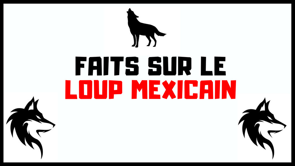 Le Loup Mexicain